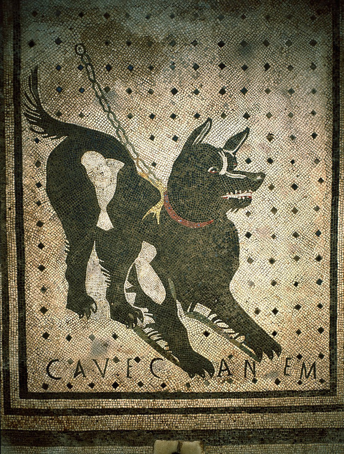 Cave Canem (Beware of the dog) Mosaic 66 x 66 cm - I century B.C. from Pompeii